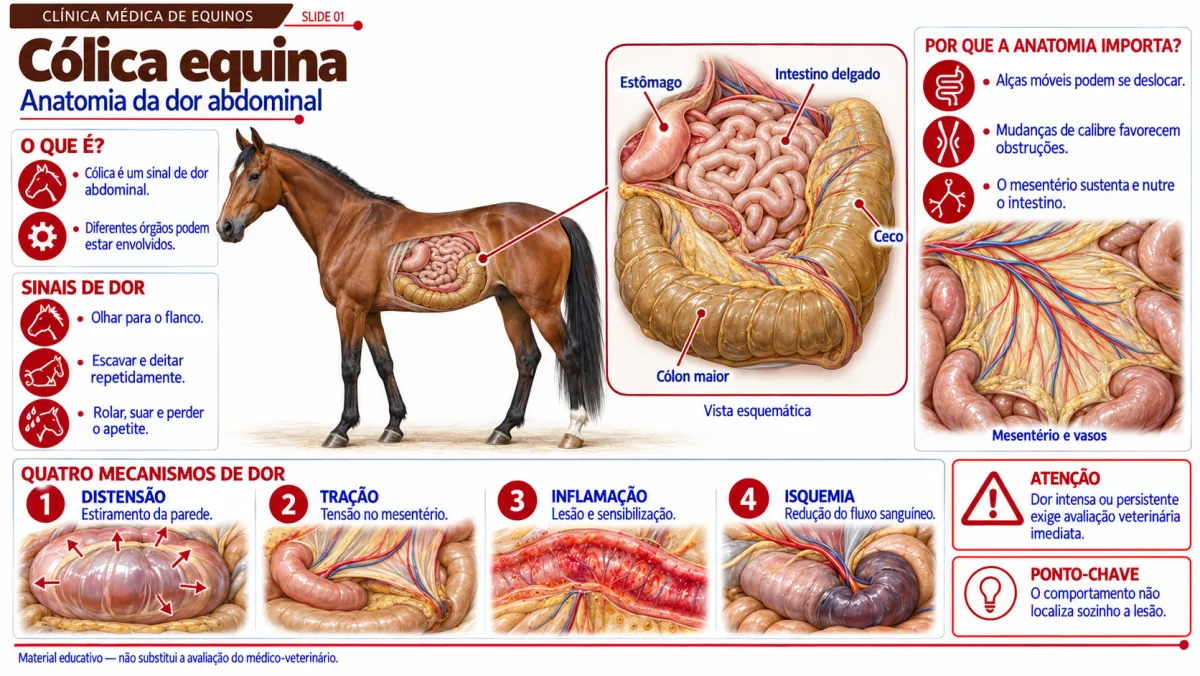 Prévia material Clínica de Equinos
